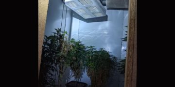 Hanfplantage bei 60-Jährigen in Lohsa entdeckt