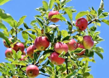 ©Capri23auto I www.pixabay.de.jpg