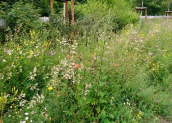 © Stadt Senftenberg