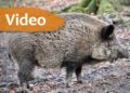 Wildschwein Symbolbild