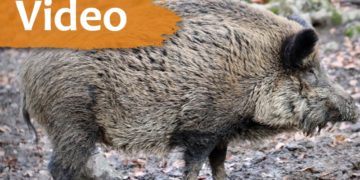 Wildschwein Symbolbild