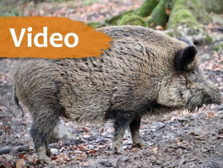 Wildschwein Symbolbild