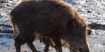 Fünf weitere tote Wildschweine in Spree-Neiße gefunden
