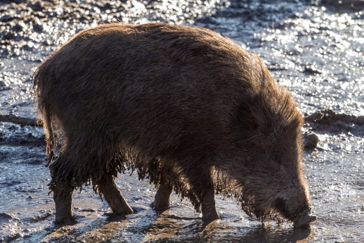 Fünf weitere tote Wildschweine in Spree-Neiße gefunden