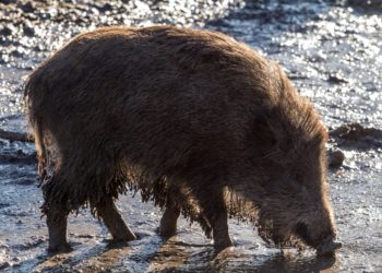 Afrikanische Schweinepest bei Guben: Wald betreten untersagt, Export verboten