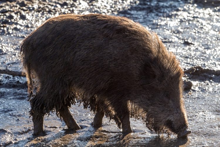 Afrikanische Schweinepest bei Guben: Wald betreten untersagt, Export verboten