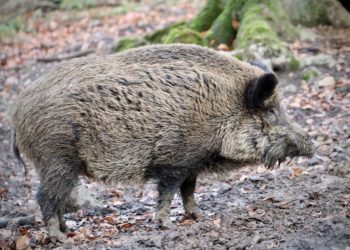 Afrikanische Schweinepest: Neue Wildschweinfunde im Kerngebiet