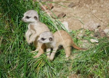 Zoo Hoyerswerda