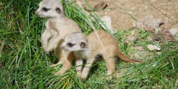 Zoo Hoyerswerda