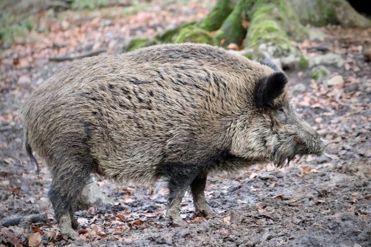 Erster Schweinepestverdacht in Deutschland. Totes Wildschwein in Spree-Neiße