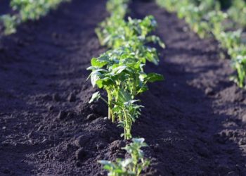 ©Nadezhda56 I pixabay.de