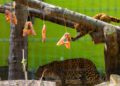 Hoyerswerda Zoo