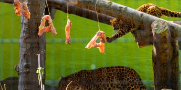 Hoyerswerda Zoo