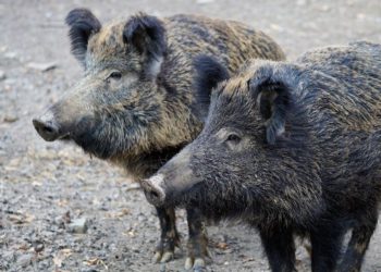 Afrikanische Schweinepest: Zwei weitere Fälle aus erstem Kerngebiet bestätigt