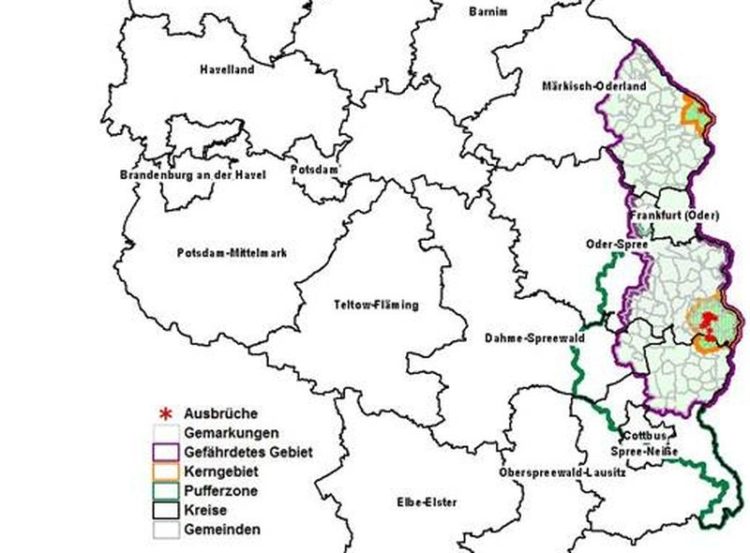 Afrikanische Schweinepest: Gefährdetes Gebiet ausgeweitet