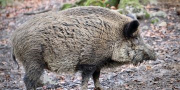Weiterer Fall afrikanischer Schweinepest bei Neuzelle bestätigt