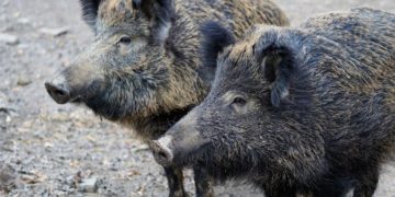 Wildschweine