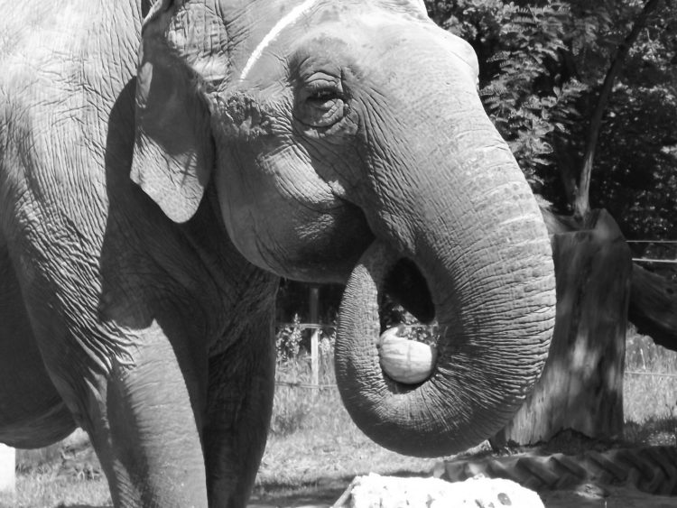 Elefantendame Karla gestorben