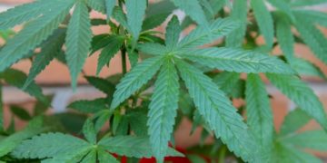 Cannabispflanze