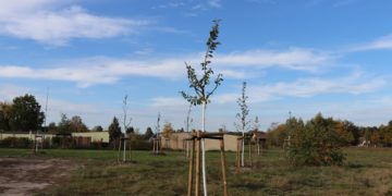 Neue Streuobstwiese und Linden in Radensdorf