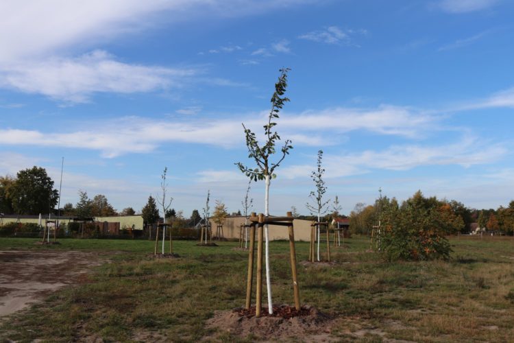 Neue Streuobstwiese und Linden in Radensdorf