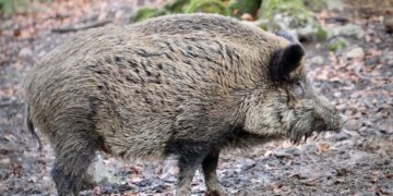 Afrikanische Schweinepest: Vier weitere Fälle bestätigt
