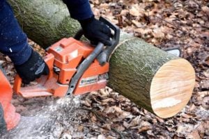 Roteiche in Cottbus-Schmellwitz wird gefällt