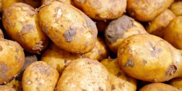 Erzeuger schließen sich zusammen. Brandenburger Biokartoffeln ab sofort bei REWE
