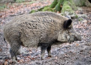 Wildschwein
