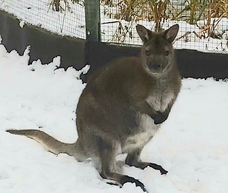 Känguru aus Finsterwalder Tierpark ausgebüchst NIEDERLAUSITZ aktuell