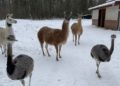 Tierpark Finsterwalde