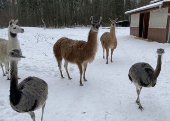 Tierpark Finsterwalde