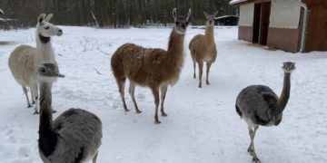 Tierpark Finsterwalde