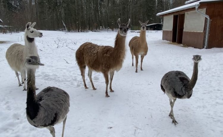 Tierpark Finsterwalde