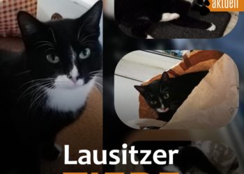 Tierhilfe Südbrandenburg