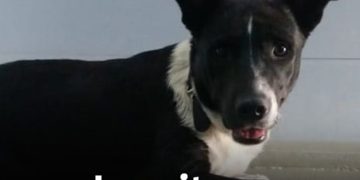 Thumbnail Hund Cottbus