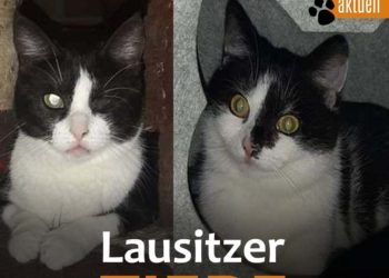 Tierhilfe Südbrandenburg