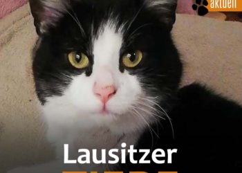 Tierhilfe Südbrandenburg