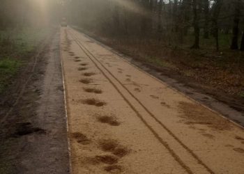 Ausgerissenes Pferd verursacht Schäden an Englischer Allee in Cottbus