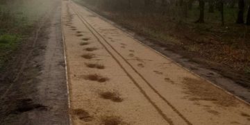 Ausgerissenes Pferd verursacht Schäden an Englischer Allee in Cottbus