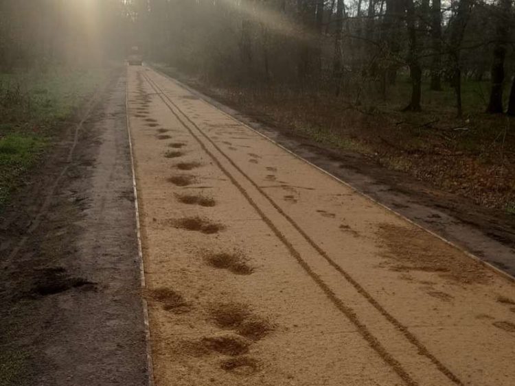 Ausgerissenes Pferd verursacht Schäden an Englischer Allee in Cottbus