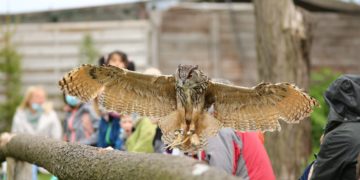Ein erlebnisreicher Tag im Wildtierpark Johannismühle