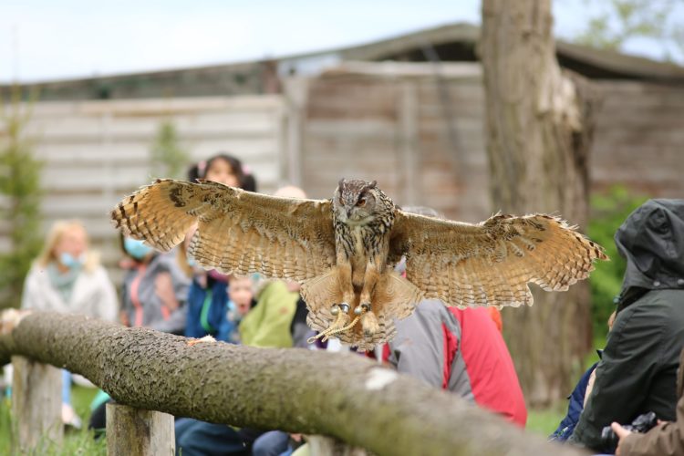 Ein erlebnisreicher Tag im Wildtierpark Johannismühle