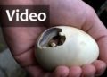 Thumbnail Video