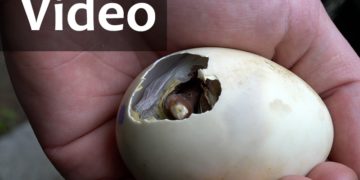 Thumbnail Video