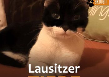 Tierhilfe Südbrandenburg