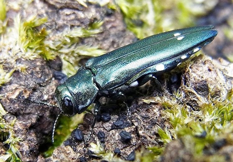 Wikipedia / Siga / https://de.wikipedia.org/wiki/Zweipunktiger_Eichenprachtk%C3%A4fer