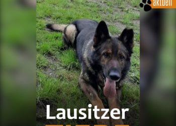 Tierhilfe Südbrandenburg