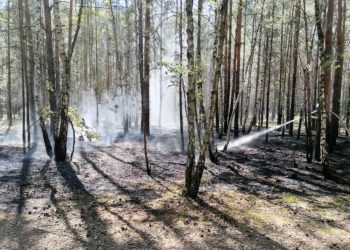 Cottbus: Waldbrand in Schmellwitz wurde schnell entdeckt