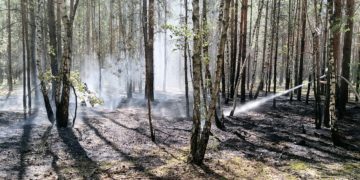 Cottbus: Waldbrand in Schmellwitz wurde schnell entdeckt